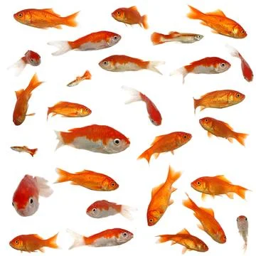Many goldfish Stock Photos