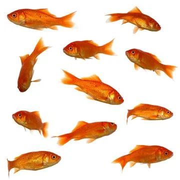 Many goldfish Stock Photos