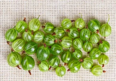 Many gooseberry fruits on gray linen table cloth with copy space, design read Stock Photos