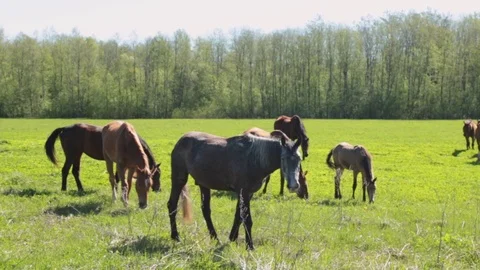 Many gray and brown horses slowly graze freely on the field  Stock Footage 108492000