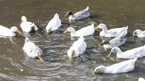 Many gray and white ducks swim in the pond Stock Footage 114687814