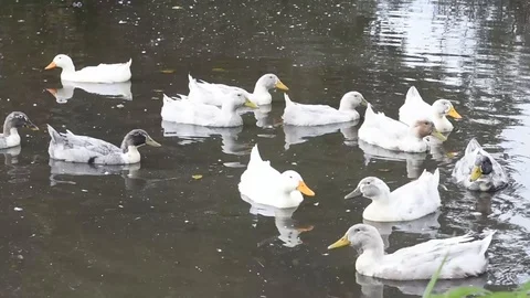 Many gray and white ducks swim in the pond Stock Footage