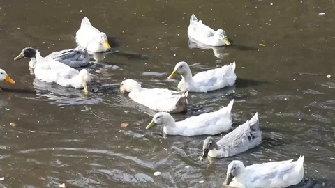 Many gray and white ducks swim in the pond Stock Footage 114687908