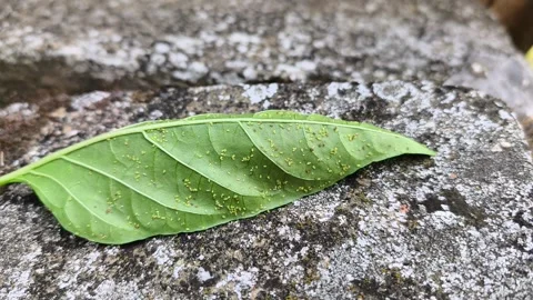 Many green aphids pests on the underside of a leaf 库存影片 344245974