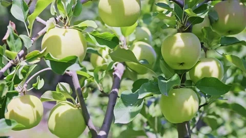 Many green apples on a tree branch in the wind on a sunny day. Stock Footage 237325483