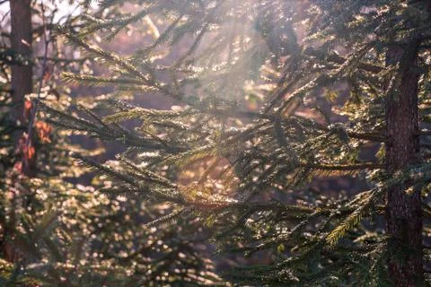 Many green branches with needles in the backlight Stock Photos