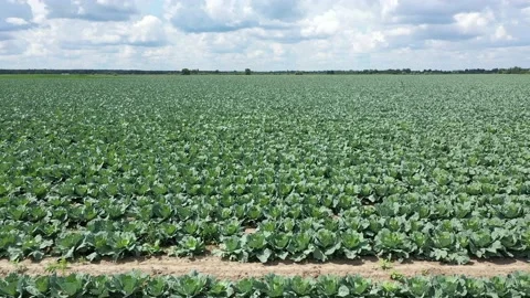 Many green cabbages in the agriculture fields. Stock Footage 115113853