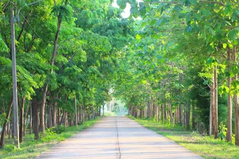 Many green forests are on the side of the road. 스톡 사진