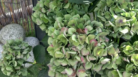 Many green hydrangea flowers growing in the garden 스톡 동영상 138096940