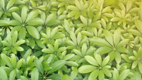 Many green leaf texture background Stock Photos