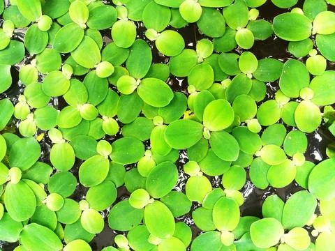 Many green leaves floating on the water. Stock Photos
