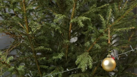 Many green needles are falling from Christmas tree natural fir branches. Stock Footage 153709506