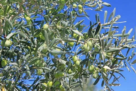Many green olives Stock Photos
