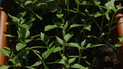 Many green pepper seedlings growing in a long brown pot Stock Footage 333451042