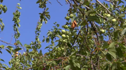 Many green plums on the plum tree, Stock Footage 279590440