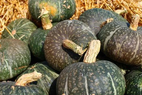Many green pumpkins Stock Photos
