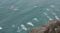Many grey and white seagulls flying and screaming by the ocean HD Footage