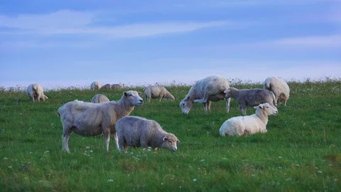 Many groups of sheep grazing in a green field during a beautiful day at sunset 動画素材 127218068