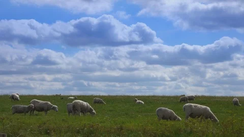 Many groups of sheep grazing at sunset Stockbeeldmateriaal 127215272