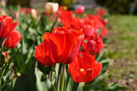 Many growing tulips 库存照片