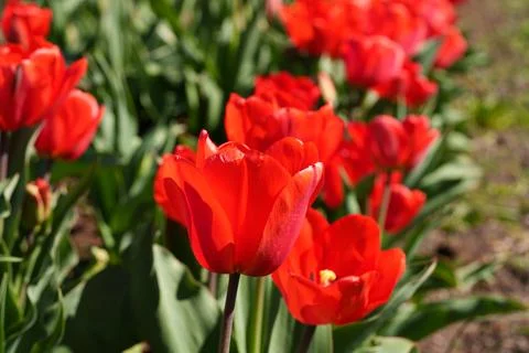 Many growing tulips 写真素材