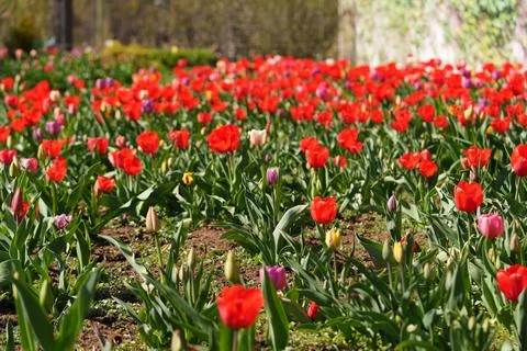 Many growing tulips 写真素材