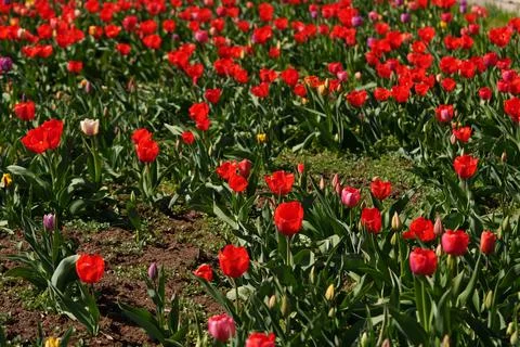 Many growing tulips 스톡 사진