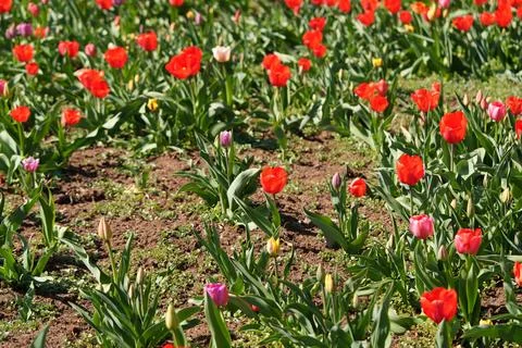 Many growing tulips 库存照片