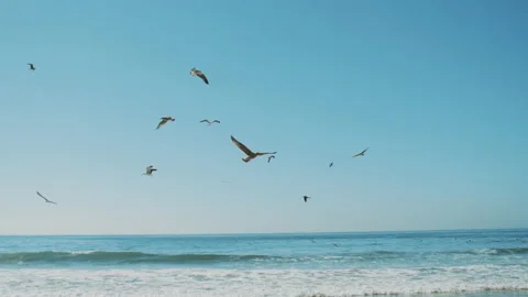Many gulls fly over the Atlantic ocean, Many seagulls flying around and diving Stock Footage 135305711