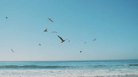 Many gulls fly over the Atlantic ocean, Many seagulls flying around and diving Stock Footage 136550255