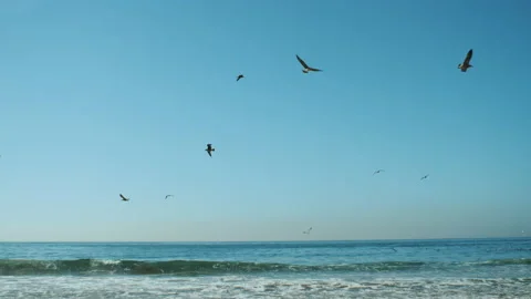 Many gulls fly over the Atlantic ocean, Many seagulls flying around and diving Stock Footage 149686875