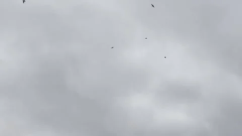 Many gulls wheeling against a cloudy sky Stock Footage 322552296