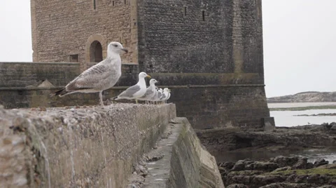 Many guls in row Stock Footage 37227556