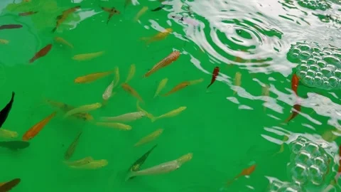 Many guppies have mutated into many different colo Stock Footage 259776076