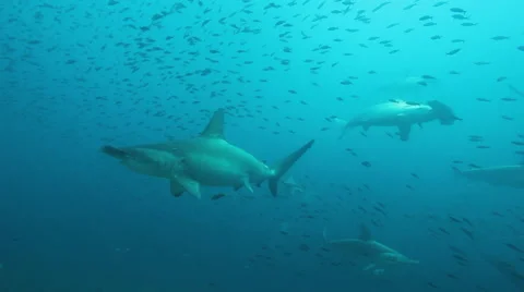 Many hammerhead sharks approach Stock-Footage 42714072