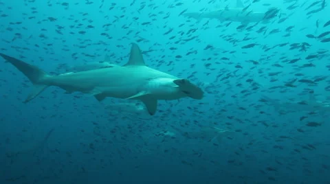 Many hammerhead sharks Vídeo Stock 42478105