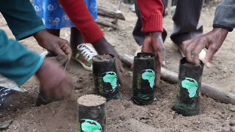 Many hands putting soil into tree planting grow bags Stock Footage 138147396