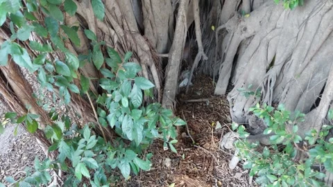Many hanging banyan roots Stock Footage 261673010