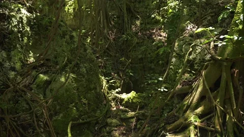 Many hanging roots of trees and lianas in dense tropical jungle rainforest Stock Footage 206394442