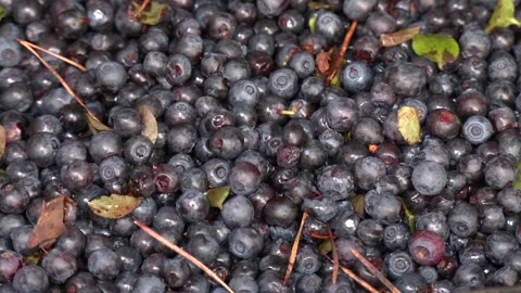 Many harvested blueberries Video stock 247276228