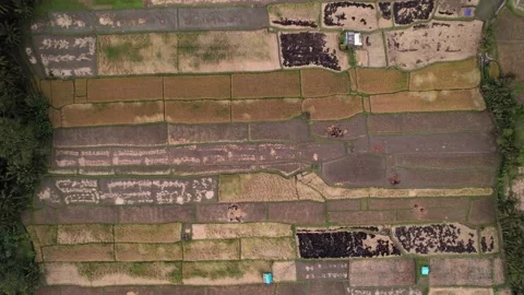 Many harvested rice fields, large cultivated plain divided to many paddies Stock Footage 229994498