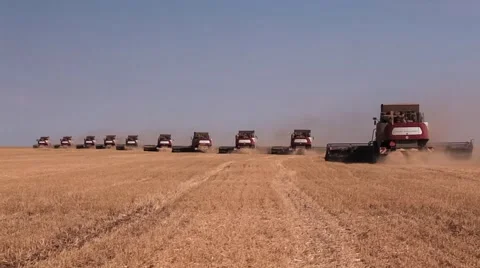 Many harvesters. Wheat harvest Video stock 64482535
