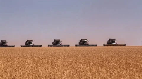 Many harvesters. Wheat harvest Stock Footage 64482945