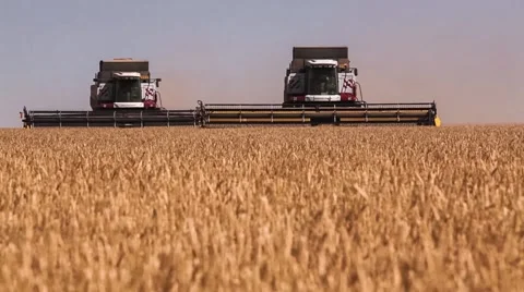 Many harvesters. Wheat harvest Stock Footage 64482981