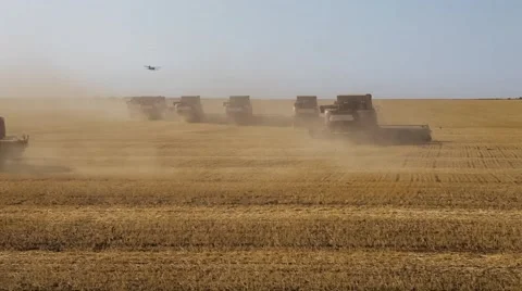 Many harvesters. Wheat harvest Vidéo 64484775
