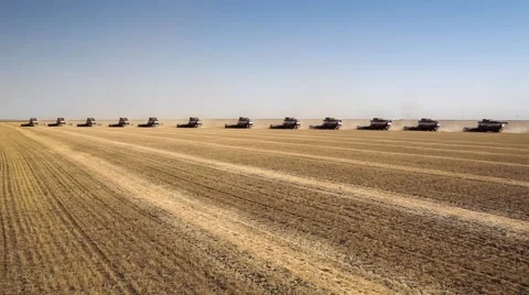 Many harvesters. Wheat harvest Stock Footage 68881981