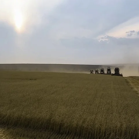 Many harvesters. Wheat harvest Stock Footage 69563070