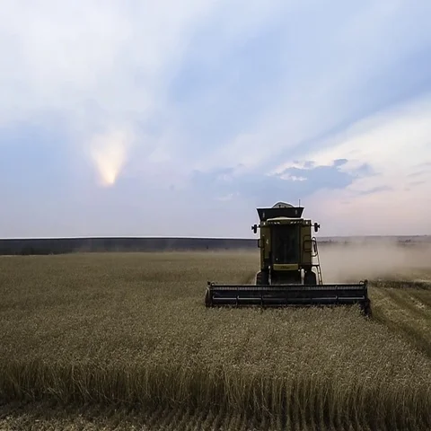 Many harvesters. Wheat harvest Video stock 69563102