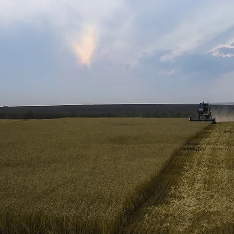 Many harvesters. Wheat harvest Stock Footage 69563134