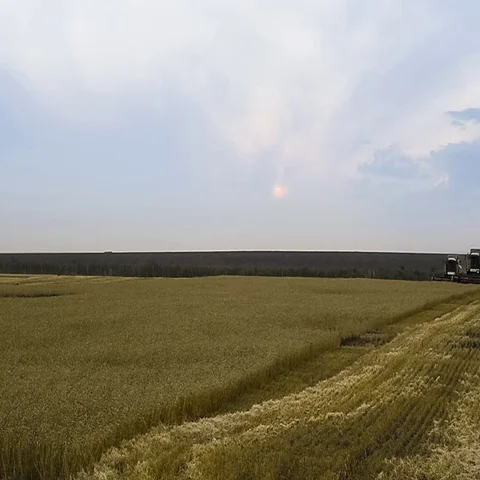 Many harvesters. Wheat harvest Видео 69563180